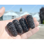 Blackberry (Rubus fruticosus) BLACK BUTTE