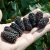 Černica (Rubus fruticosus) BLACK BUTTE