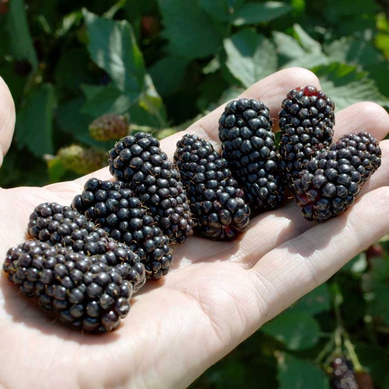 Černica (Rubus fruticosus) BLACK BUTTE