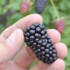 Černica (Rubus fruticosus) BLACK BUTTE