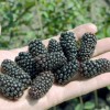 Černica (Rubus fruticosus) BLACK BUTTE
