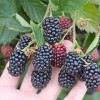 Černica (Rubus fruticosus) ČAČANSKA BESTRNA