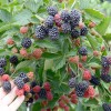 Černica (Rubus fruticosus) ČAČANSKA BESTRNA