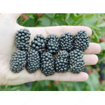 Blackberry (Rubus fruticosus) LOCH NESS