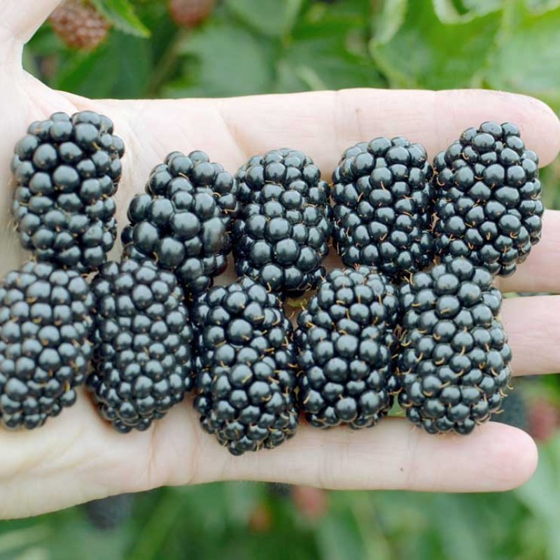 Černica (Rubus fruticosus) LOCH NESS