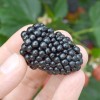 Černica (Rubus fruticosus) LOCH NESS