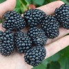 Černica (Rubus fruticosus) LOCH TAY