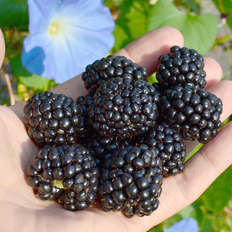 Brombeere (Rubus fruticosus) POLAR