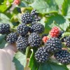 Brombeere (Rubus fruticosus) POLAR