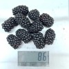 Brombeere (Rubus fruticosus) POLAR