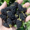 Blackberry (Rubus fruticosus) RUCZAJ
