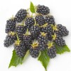 Blackberry (Rubus fruticosus) RUCZAJ