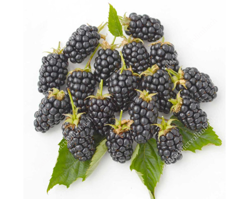 Blackberry (Rubus fruticosus) RUCZAJ