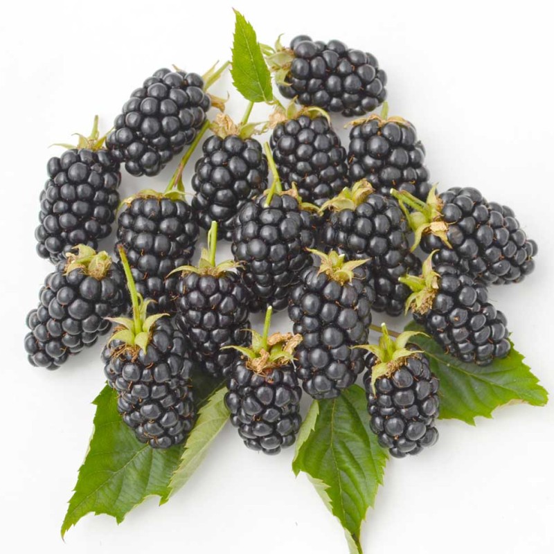 Blackberry (Rubus fruticosus) RUCZAJ