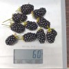 Blackberry (Rubus fruticosus) RUCZAJ