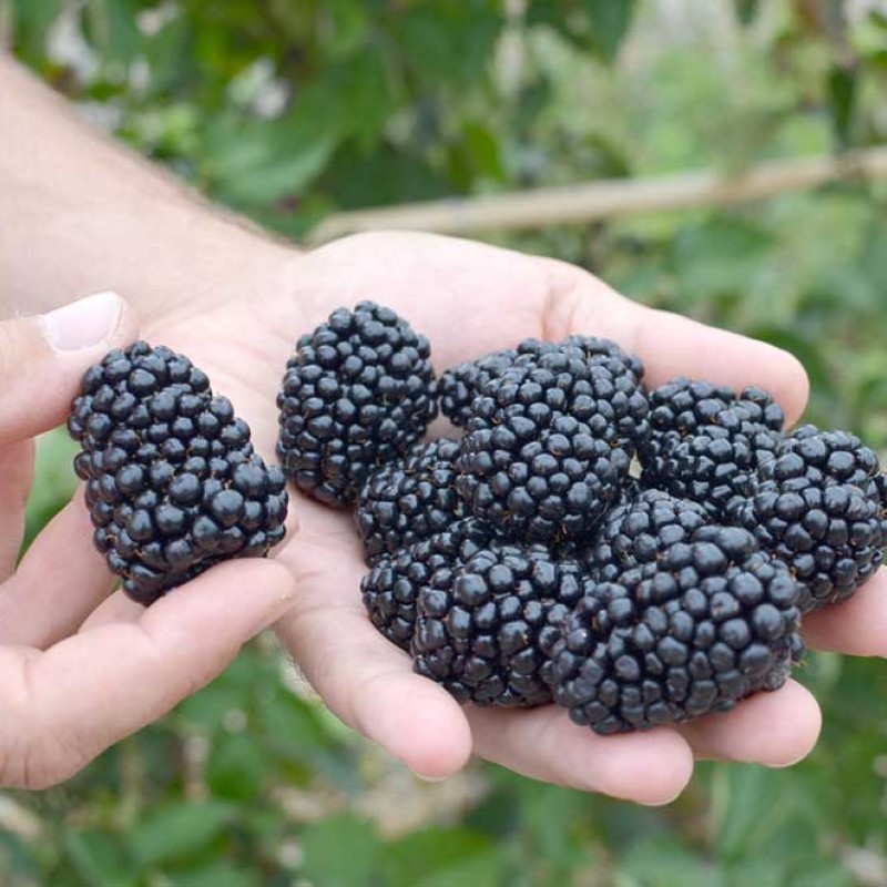 Černica (Rubus fruticosus) TRIPLE CROWN
