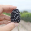 Černica (Rubus fruticosus) TRIPLE CROWN