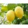 Citrusy