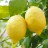 Lemon tree