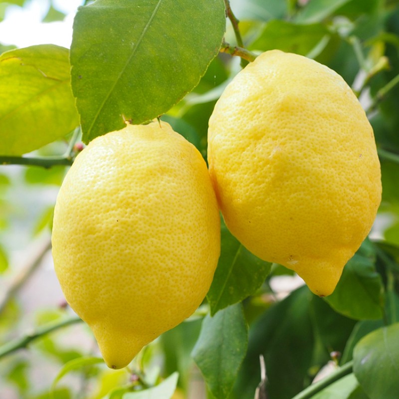 Citrónovník pravý (Citrus limon) EUREKA