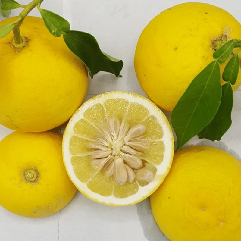 Citrónovník hybridný (Citrus wilsonii) Ichang Lemon - Shangyuan