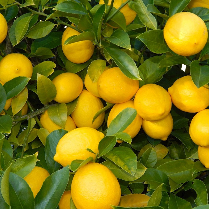 Citrónovník hybridný (Citrus meyeri) MEYER