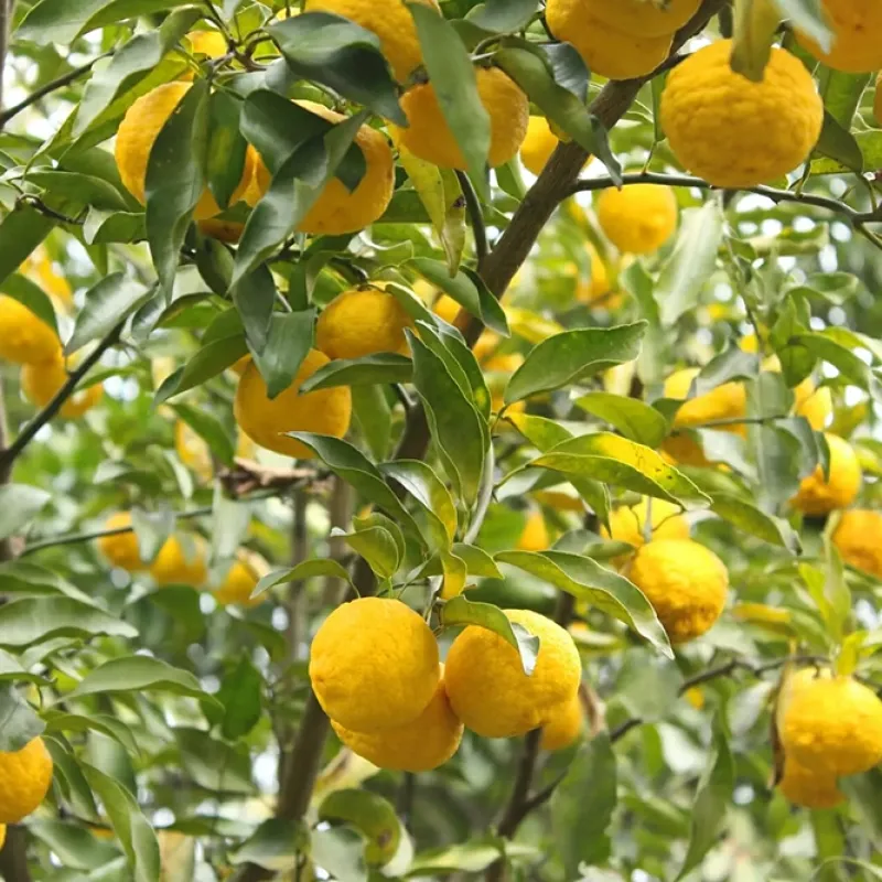 Citrus hybrid  (Citrus junos) YUZU N°3