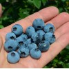 Heidelbeere (Vaccinium corymbosum) BLUECROP