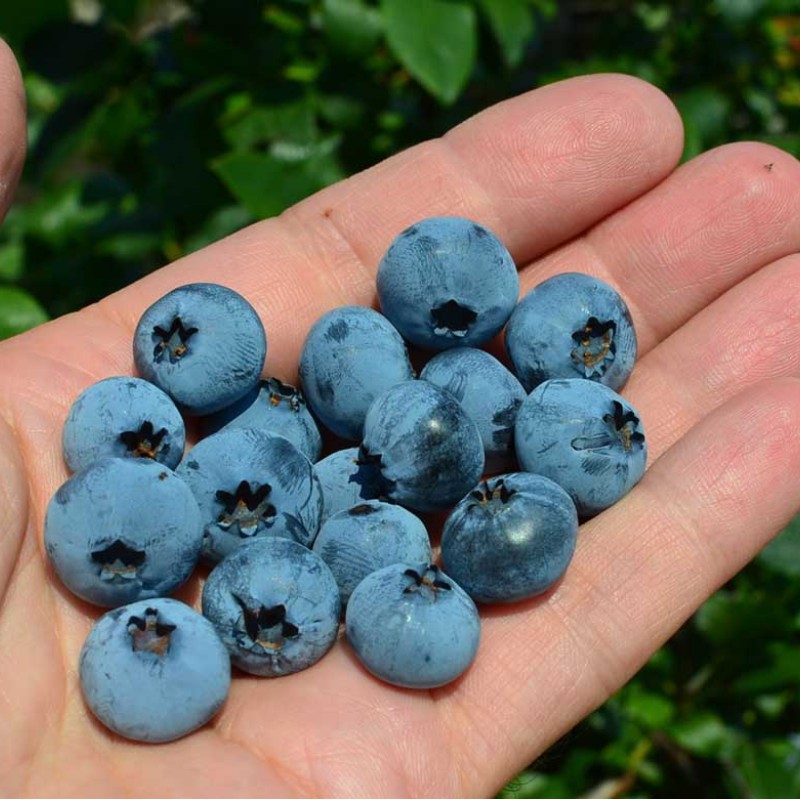 Heidelbeere (Vaccinium corymbosum) BLUECROP