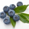 Čučoriedka (Vaccinium corymbosum) BLUEGOLD