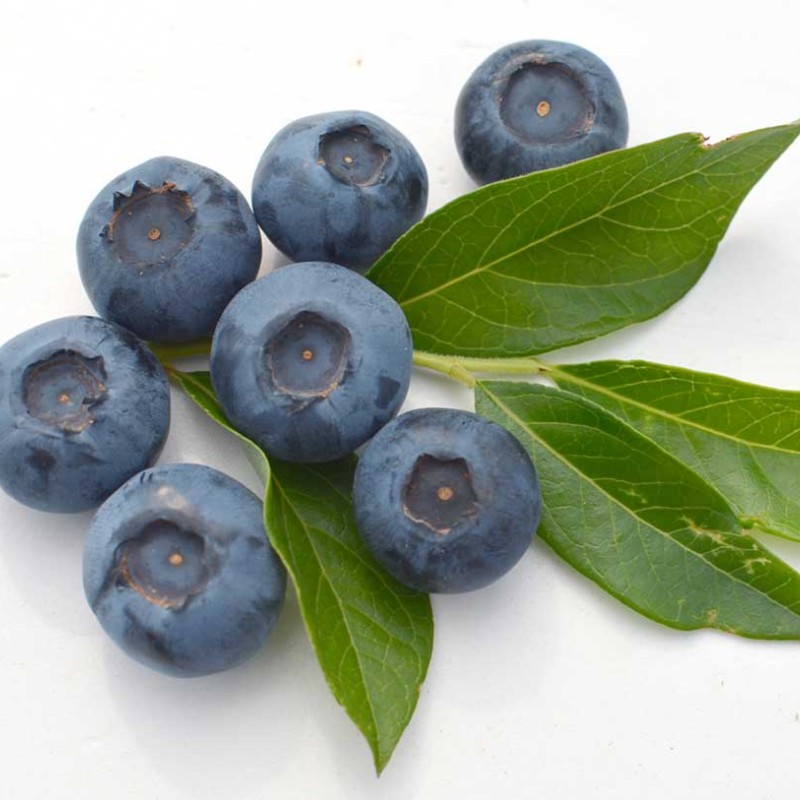 Čučoriedka (Vaccinium corymbosum) BLUEGOLD