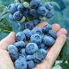 Blueberry (Vaccinium corymbosum) CHANDLER