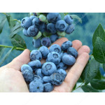 Blueberry (Vaccinium corymbosum) CHANDLER