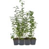 Heidelbeere (Vaccinium corymbosum) BLUECROP