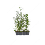 Heidelbeere (Vaccinium corymbosum) SPARTAN