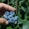 Čučoriedka (Vaccinium corymbosum) DENISE BLUE