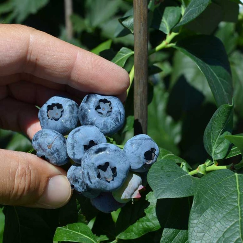 Čučoriedka (Vaccinium corymbosum) DENISE BLUE