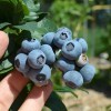 Čučoriedka (Vaccinium corymbosum) DUKE