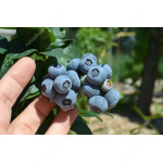 Blueberry (Vaccinium corymbosum) DUKE