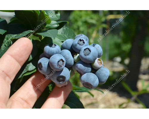 Blueberry (Vaccinium corymbosum) DUKE