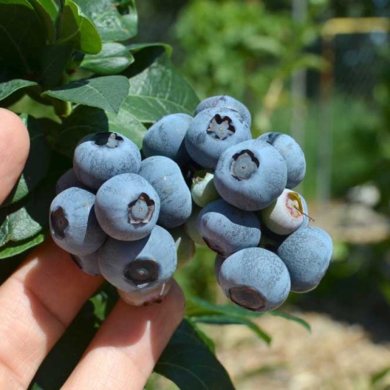 Čučoriedka (Vaccinium corymbosum) DUKE
