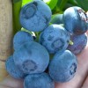 Čučoriedka (Vaccinium corymbosum) NELSON