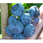 Blueberry (Vaccinium corymbosum) NELSON