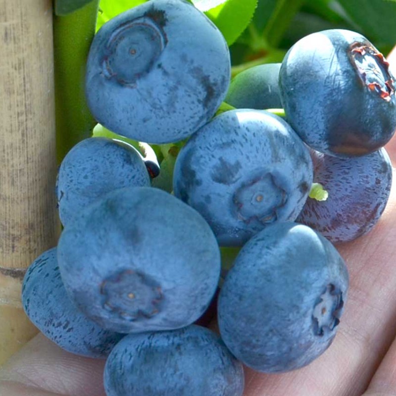 Čučoriedka (Vaccinium corymbosum) NELSON