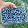 Blueberry (Vaccinium corymbosum) PATRIOT