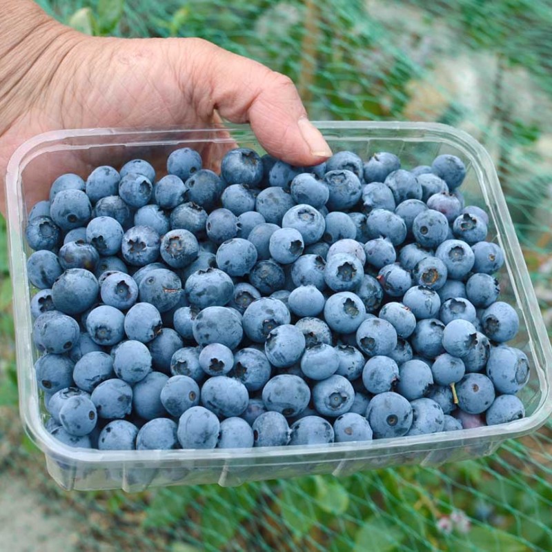 Blueberry (Vaccinium corymbosum) PATRIOT