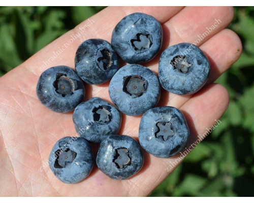 Blueberry (Vaccinium corymbosum) REKA®