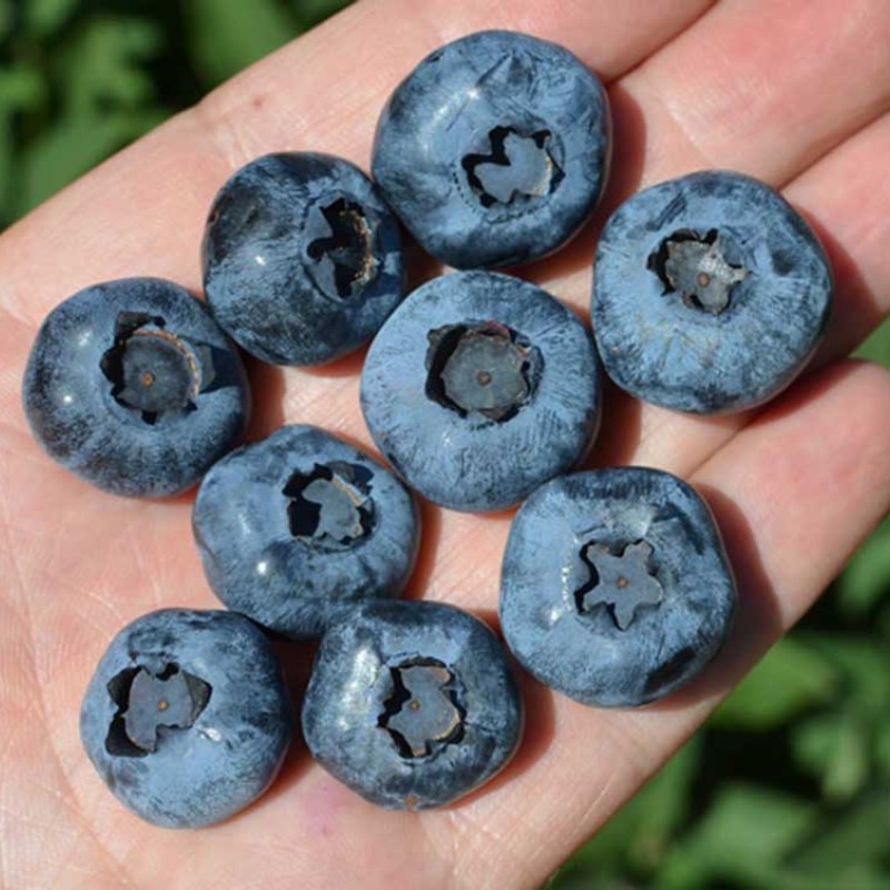 Čučoriedka (Vaccinium corymbosum) REKA®