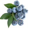 Čučoriedka (Vaccinium corymbosum) SIERRA