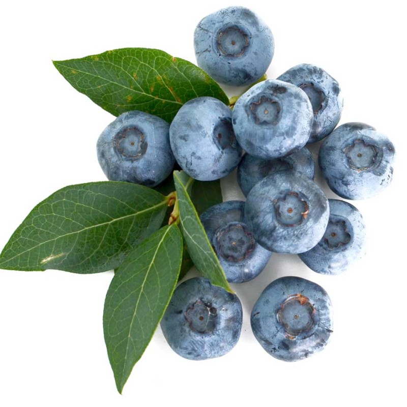 Čučoriedka (Vaccinium corymbosum) SIERRA